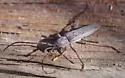 Aneflus sonoranus - photo 5