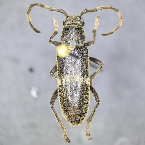 Anelaphus albofasciatus