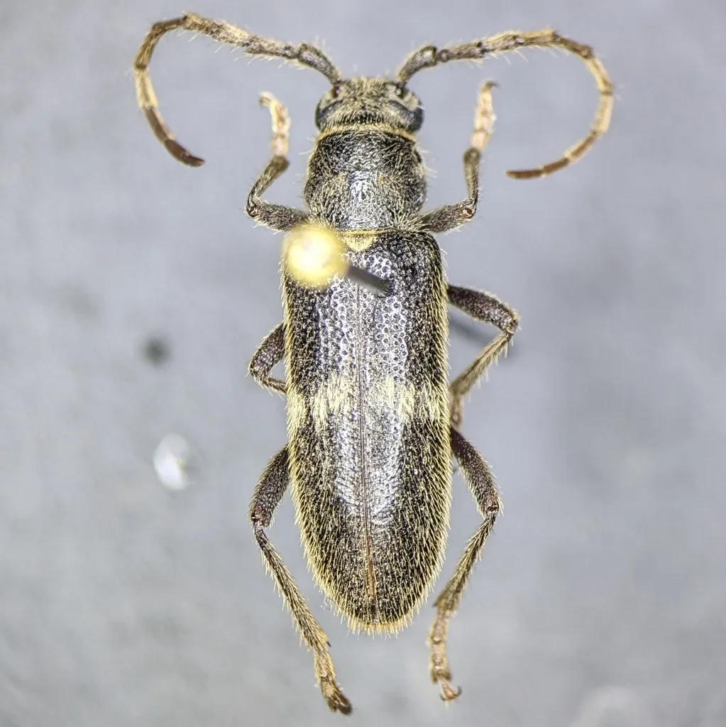 Anelaphus albofasciatus - photo 2