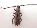 Anelaphus brevidens - photo 2