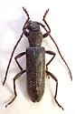 Anelaphus brummermannae