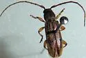 Anelaphus cinereus