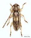 Anelaphus cinereus - photo 3