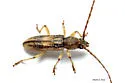 Anelaphus cinereus - photo 4