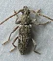 Anelaphus debilis - photo 2