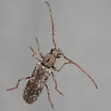 Anelaphus debilis - photo 3
