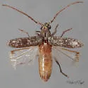 Anelaphus debilis - photo 4