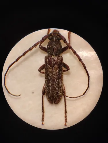 Anelaphus dentatus - photo 2