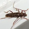 recently synonymyzed with A. villosus - photo 2