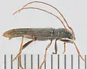 recently synonymyzed with A. villosus - photo 4