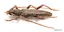 recently synonymyzed with A. villosus - photo 5
