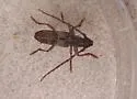 Anelaphus inermis