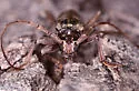Anelaphus inermis - photo 4