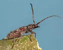 Anelaphus inermis - photo 5
