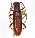 Anelaphus magnipunctatus