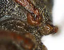 Anelaphus magnipunctatus - photo 4
