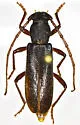 Anelaphus magnipunctatus - photo 5