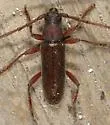 Anelaphus moestus - Anelaphus moestus
