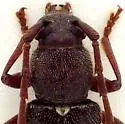 Anelaphus moestus - photo 2