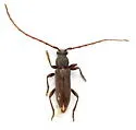 Anelaphus moestus - photo 3