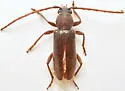 Anelaphus moestus - photo 4
