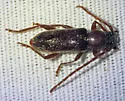 Anelaphus moestus - photo 5