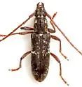 Anelaphus niveivestitus