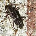 Anelaphus niveivestitus - photo 2
