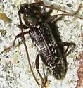 Anelaphus niveivestitus - photo 3