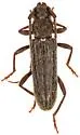 Anelaphus piceus
