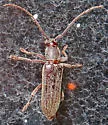 Anelaphus piceus - photo 2