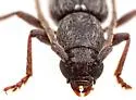 Anelaphus piceus - photo 4