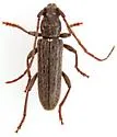 Anelaphus piceus - photo 5