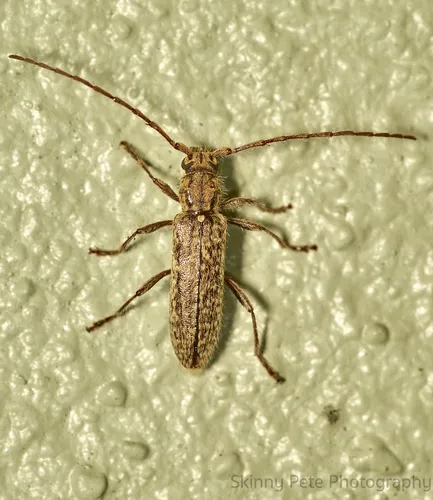 Anelaphus pumilus - photo 2