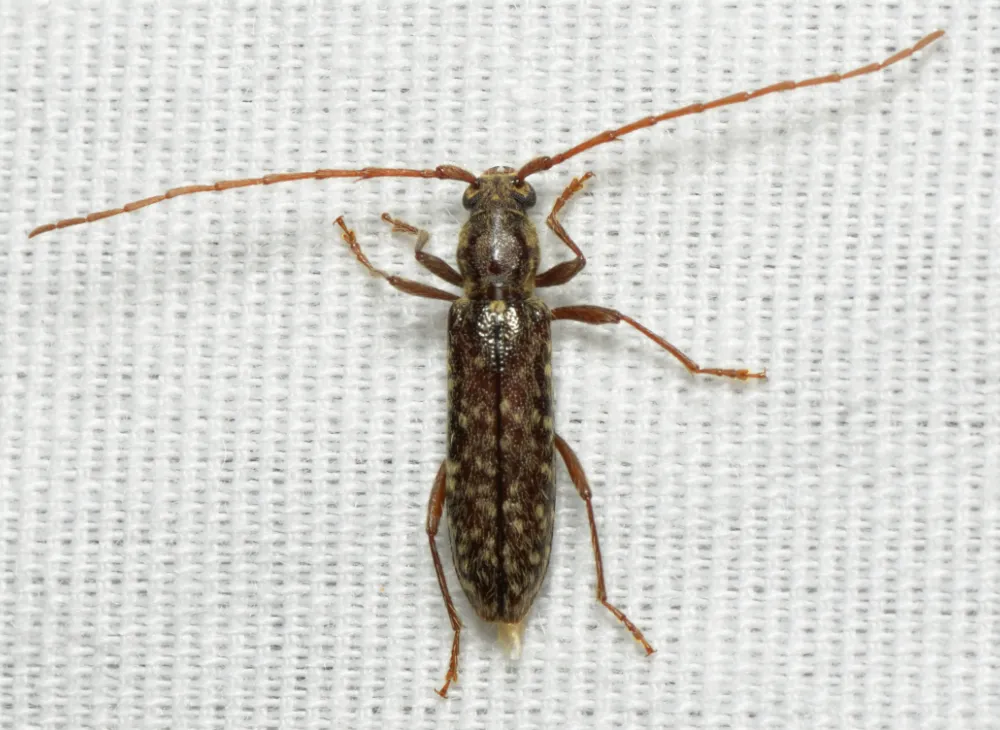 Anelaphus pumilus - photo 4