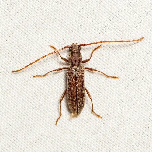 Anelaphus pumilus - photo 5