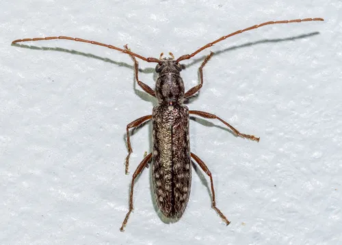 Anelaphus pumilus - photo 6