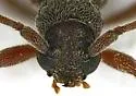 Anelaphus similis - Anelaphus similis