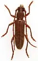 Anelaphus similis - photo 2