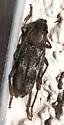 Anelaphus subdepressus - Anelaphus subdepressus