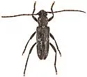 Anelaphus subdepressus - photo 2