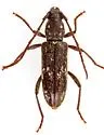 Anelaphus subdepressus - photo 4