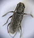 Anelaphus subinermis - photo 2
