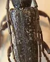 Anelaphus subinermis - photo 3