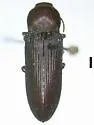 Anelastes californicus