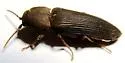 Anelastes californicus - photo 3