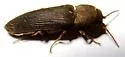 Anelastes californicus - photo 4