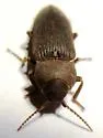 Anelastes californicus - photo 5