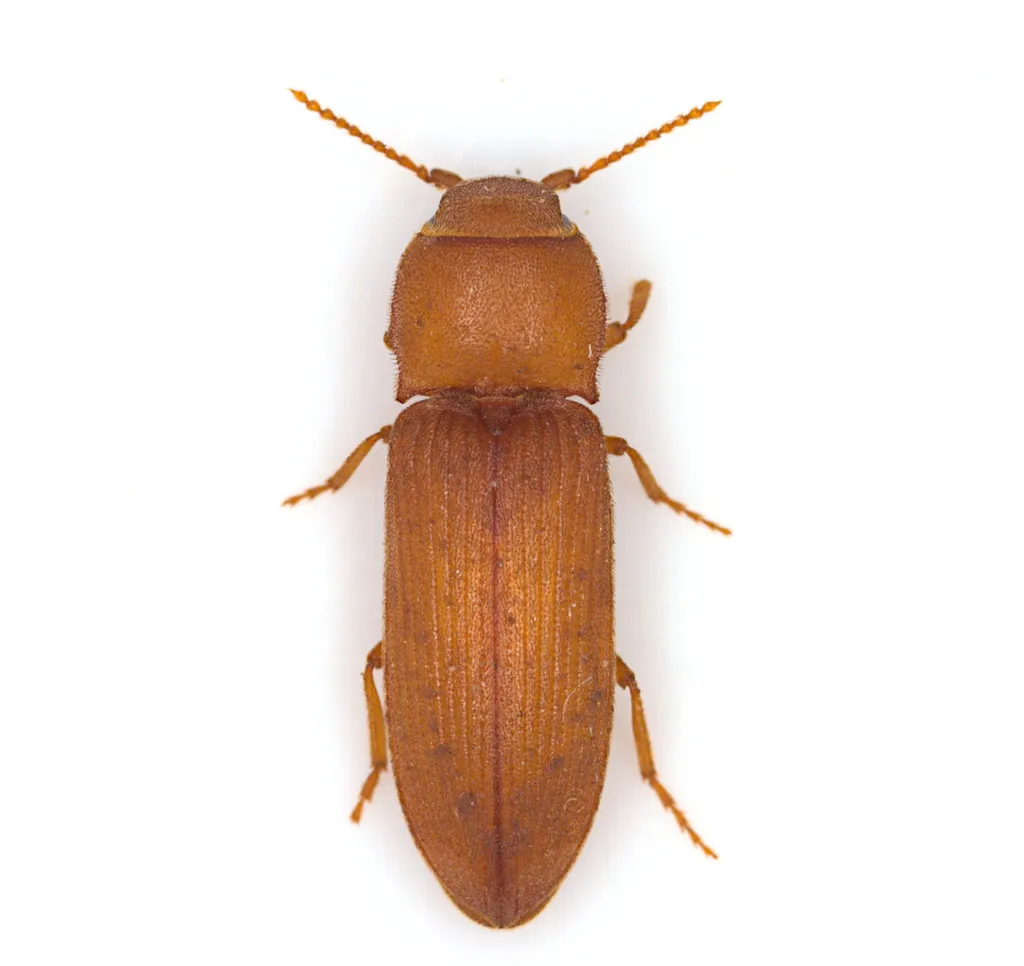 Anelastes desertorum