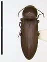 Anelastes drurii